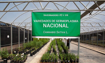 Cannabis Sativa